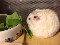 crydaisy:  hey lil pompom eat ur greens   The animals I find on here. ^_^