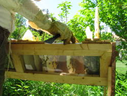 biodiverseed:A Top Bar Honeybee Hive (a.k.a. the “Honey Cow”)I’ve