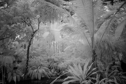 waldulfe: Planten un Blomen, Greenhouse, Tropics, Nikon D5300