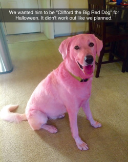 tastefullyoffensive:  “We used professional dog hair dye.