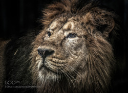 gracefree:  The king lion VII by Arnau_Bolet