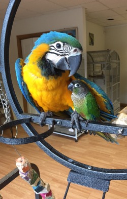 parrot-dise:  parrot-dise:  Baby blue and gold and her green