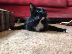 kingcheddarxvii:  awwww-cute:  My cat sits like this when he