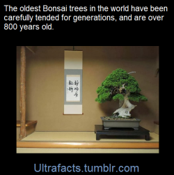 ultrafacts:  Trees can grow for thousands of years. Bonsai trees,