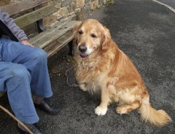 cute-overload:  A dog is the only thing on earth that loves you
