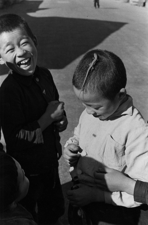 yama-bato: Ken Domon (Japanese, 1909-90) Lucertola [Lizard] 1955