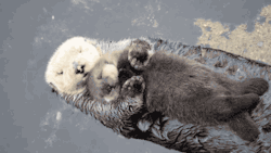 tastefullyoffensive:  Video: Baby Otter Naps on Floating Mom’s Belly 