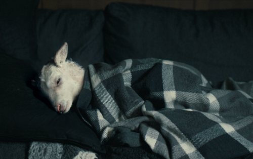 pierppasolini:Lamb (2021) // dir. Valdimar Jóhannsson  