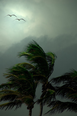 ethereo:  Gulls and Palms In The Wind (by lynne bernay-roman)