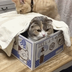 catgifcentral:  Checking if Friend Is Comfortable