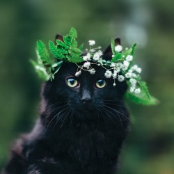hanaakane: (Flower Crown Kitten - Imgurから) 