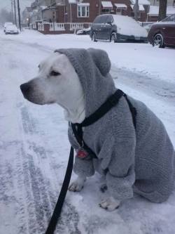 awwww-cute:  My Pit ready for the snow