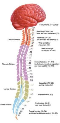 medicalbasics:  Spinal Cord Injury #medschool #doctor #medicalstudent