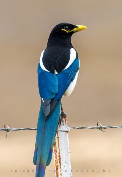 jads-abum-rat:  letsgowild:  Yellow-billed Magpie Found only