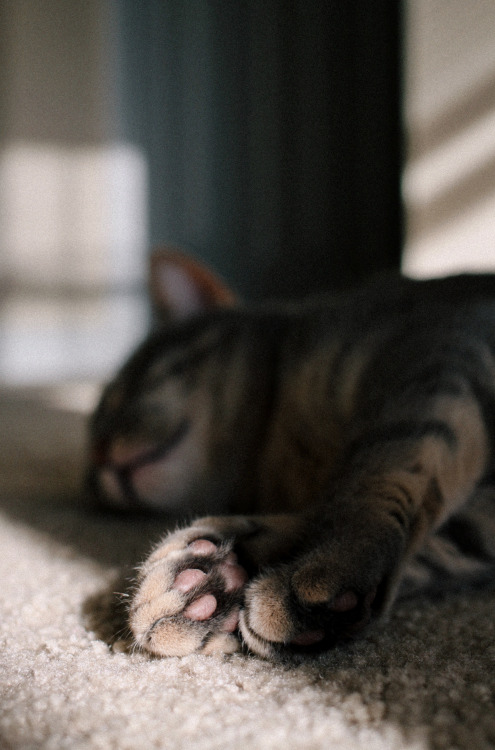 89cats:  my babe. :’)