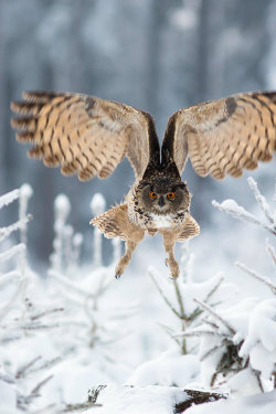 ternpest:  (via 500px / Eagle Owl by Milan Zygmunt)