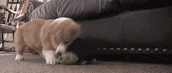 thefrogman:  The wrath of a corgi is unmatched.  CHECK OUT THE