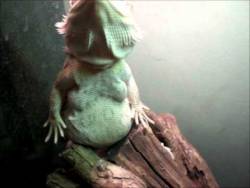pervertstass:  this lizard got the physique and pose of a dude