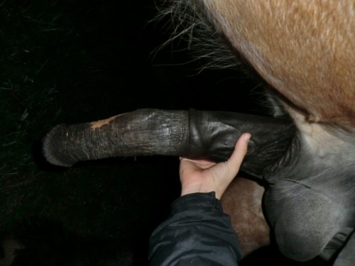 bigdickfantasies:  #horsedick #big #beastiality #niceview #fantasy #sohot #horsecock #drafthorse #dick 