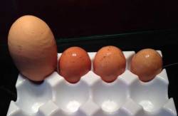 coluring:  an egg inside an egg 