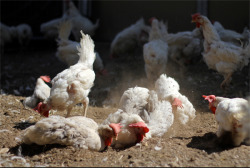 animalplace:  For two years, these hens have desperately wanted