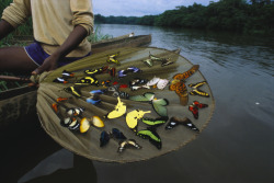 unrar:  A harvester exhibits his catch of butterflies, George