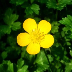 Beautiful little yellow #buttercup in the wild. #sunday #walking