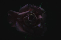 chrisstokesphotography:Dead Rose, 2015Work in progress  Some