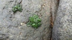 Heart-shapped Nature and tiny monsters on the stones.