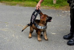 awwww-cute:  Boston police K-9 tries on his vest that he will