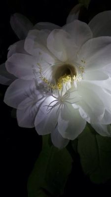 flowersgardenlove:  Queen of the night ( Beautiful gorgeous pretty