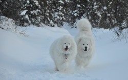 quinnsamoyed:  Kody and Quinn playing on the trail Sunday afternoon