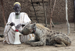 beautiesofafrique:  A man posed Friday with a hyena on a leash in Rinka village, of Nigeria’s Katsina state. Entertainers train hyenas and baboons for their performances. (Akinleye/Reuters). Source   Real live shit