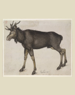 design-is-fine: Albrecht Dürer, Elk, 1501-1504. Drawing, pen