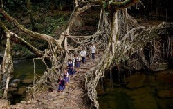sixpenceee:A tree root bridge. The live roots and branches makes