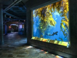 montereybayaquarium:  A shark gently swimsThrough a bright kelp