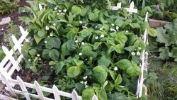 diywarbox:  Strawberries growing out of strawberries with strawberries