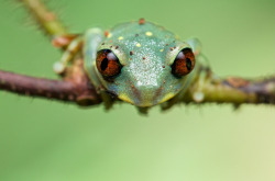 creatures-alive:  Red-eyed treefrog by pbertner