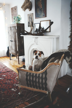 ardenwray:  Ariele Alasko’s dog Mazie 