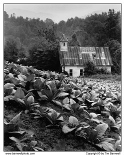 tuttiiviventi:  Tim Barnwell - Old church in tobacco field, Big