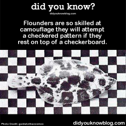 did-you-kno:  Flounders are so skilled at camouflage they will