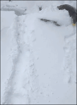 gifsboom:  Otters Have Fun Sliding and Playing in Snow During