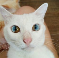 mymodernmet:  Gorgeous Cat Has Magically Beautiful Eyes That