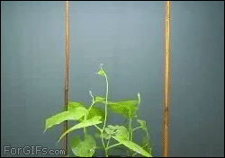 4gifs:How vines work
