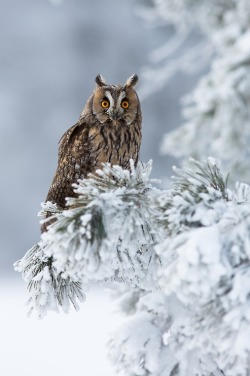 heaven-ly-mind:  (via 500px / Long Eared Owl by Milan Zygmunt)