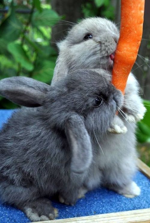 dustidustbunni.tumblr.com/post/99193382569/