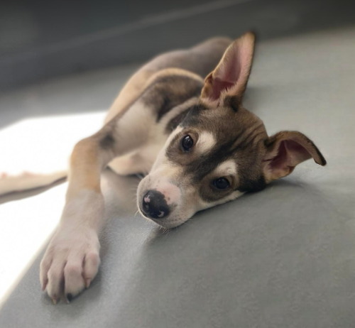 onlygooddogs:  I just adopted this little guy, he was rescued