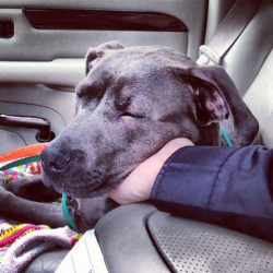 toocooltobehipster:  dogs after being rescued from shelter (source)