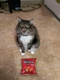 professionalcat:  This is my cat Nylea. She really loves Doritos,