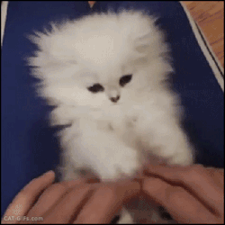 puppypu:   Cats & Dogs Wallpapers